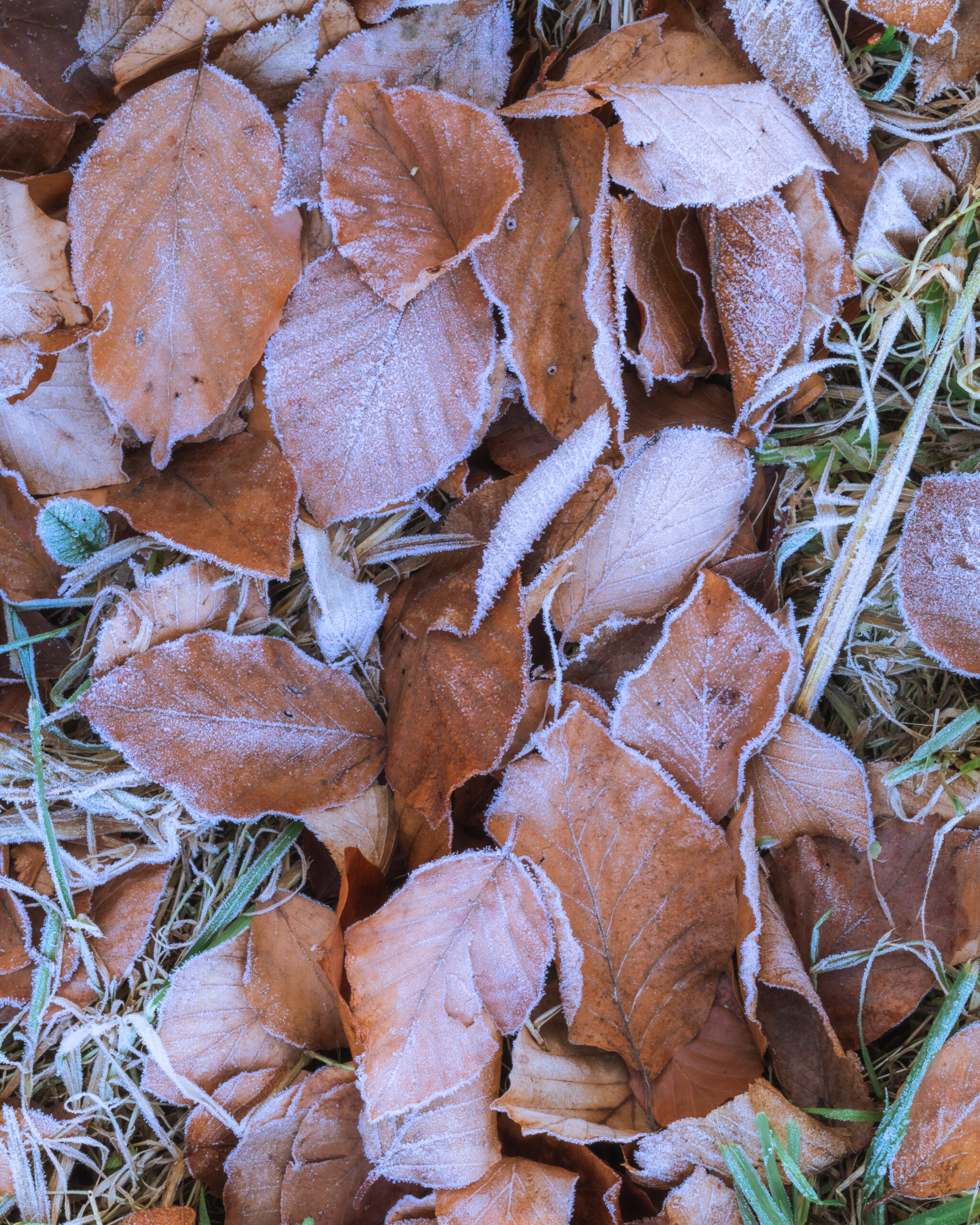 Frozen Leaves - Brasov