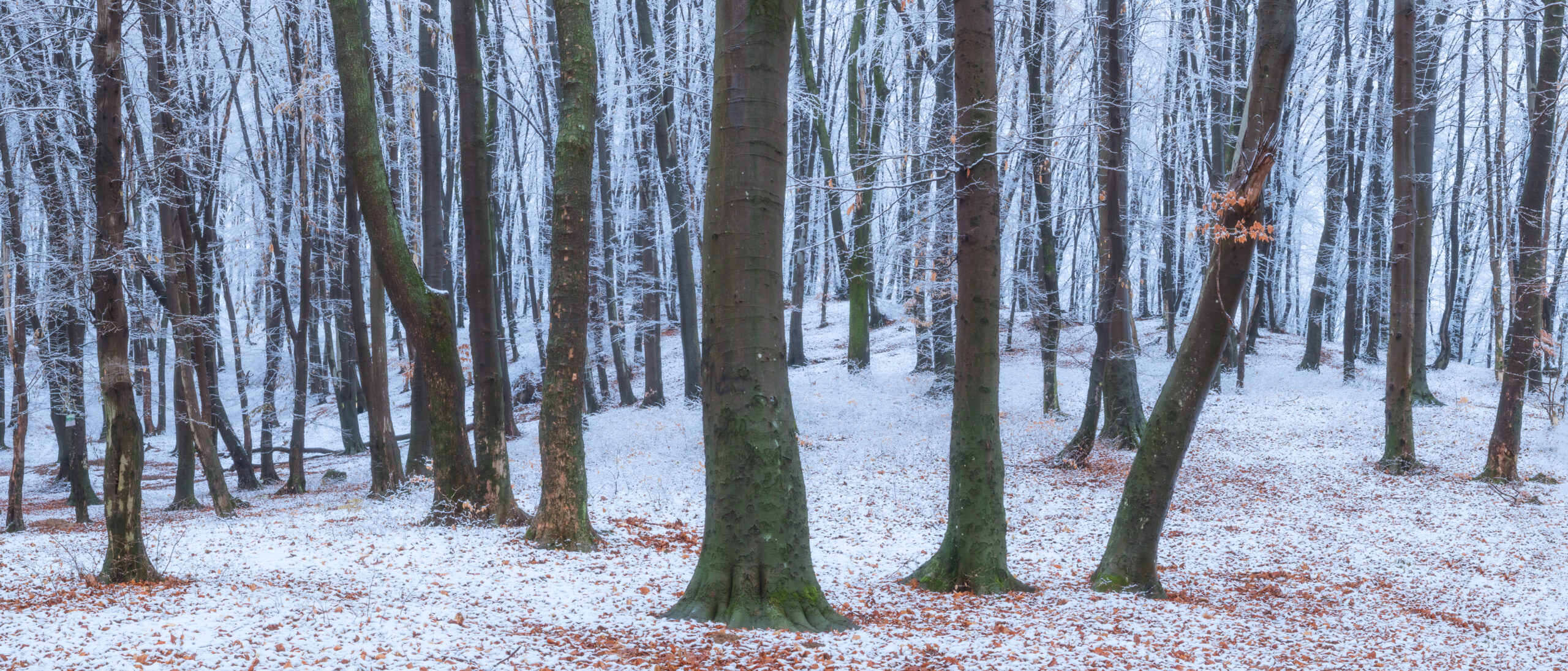 Frozen Woodland - Brasov