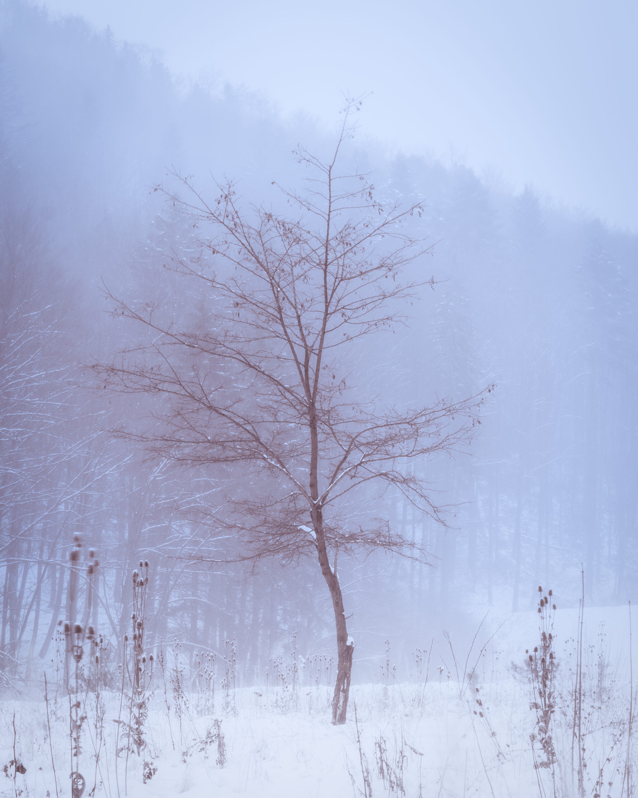 Lone Tree - Brasov